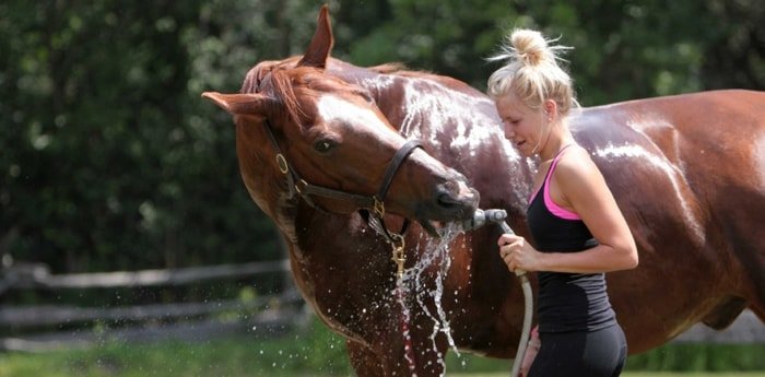 Water Supply to Horse