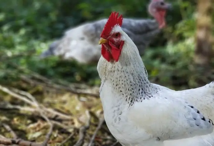 Beautiful Birds