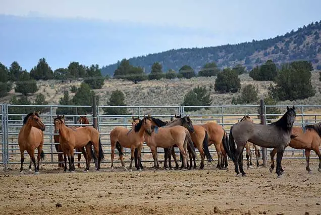 Beuro of Land Management for horses