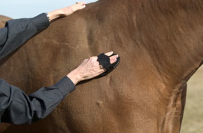 Brushing of Horse