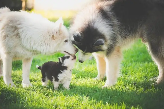 Canine Brucellosis