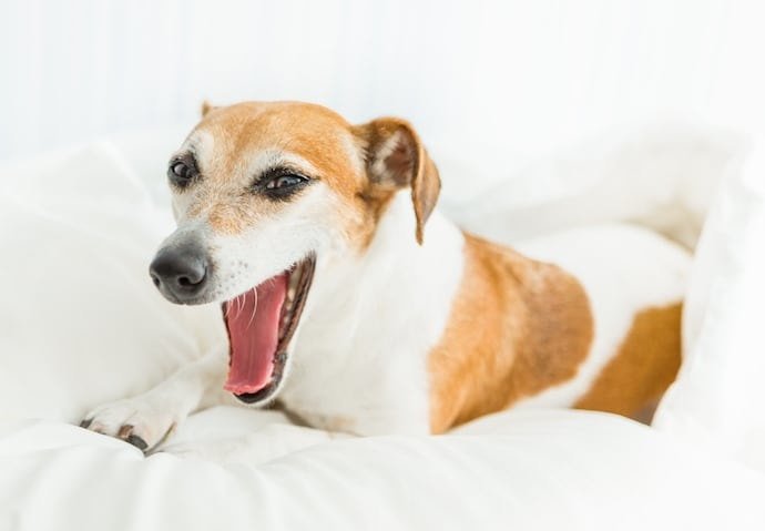 Clinical Signs of Kennel Cough