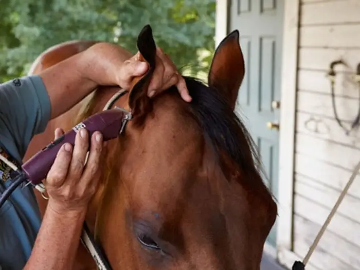 Clipping of Horse