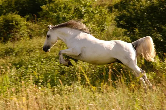 Diagnosis of Allergic Reaction in Horses