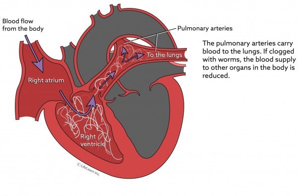 Diagnosis of Heartworm in Dogs