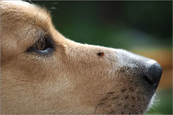 Diagnosis of Lyme Borreliosis
