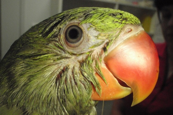 Diagnosis of parrot fever