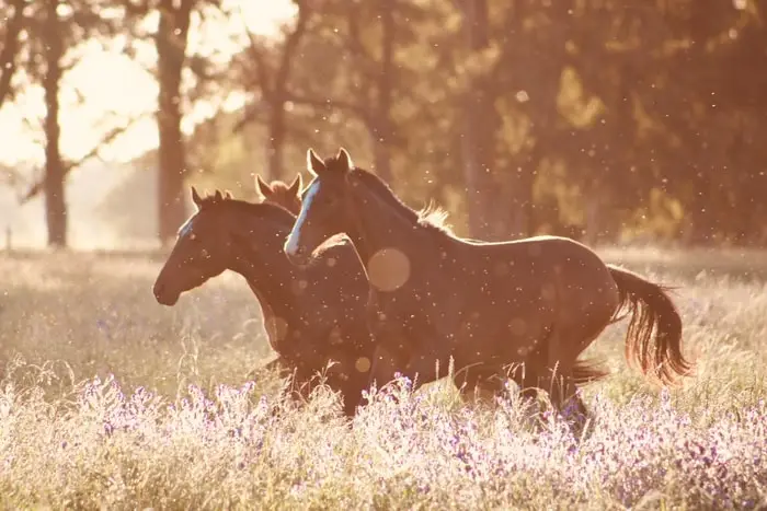 Environmental Horse Allergies