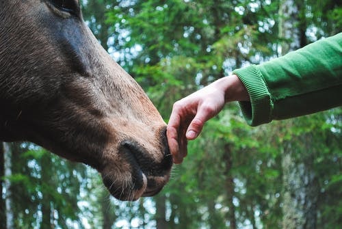 Equine Allergy- Direct Contact