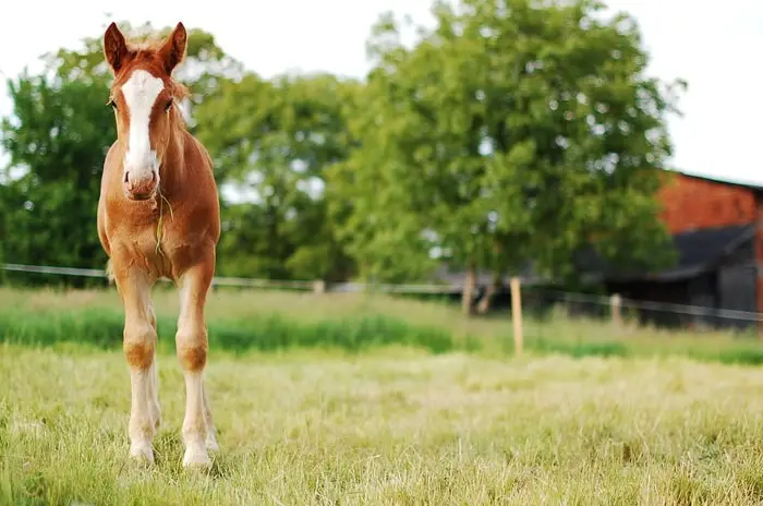 Equine Allergy- Insect Bites