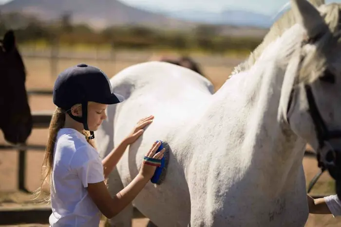 Horse Grooming Everything You Must Know As A Horse Owner