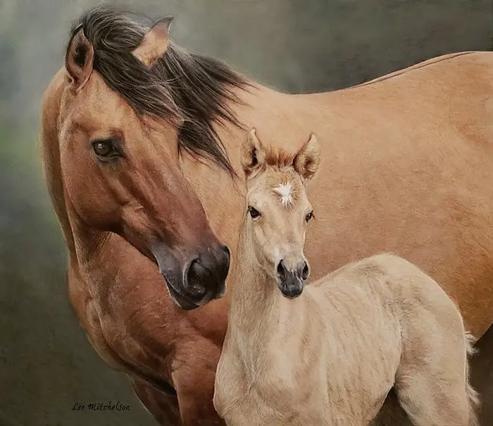 Genetic Build up of Breed- Mustang