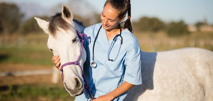 Health Aids for Horse