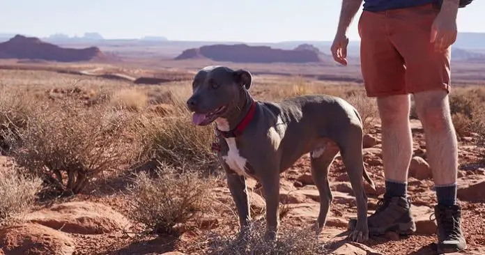 Heartworm in Dogs