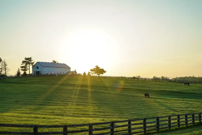 Helpful Tips on Equine Allergies