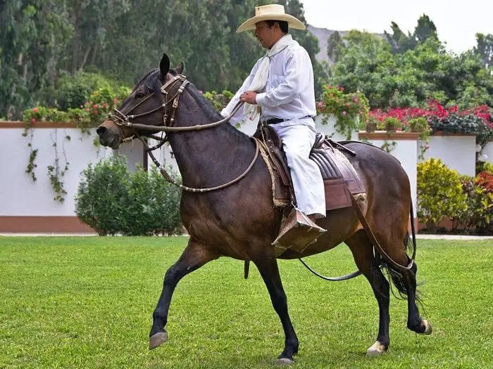 History of Peruvian Horse