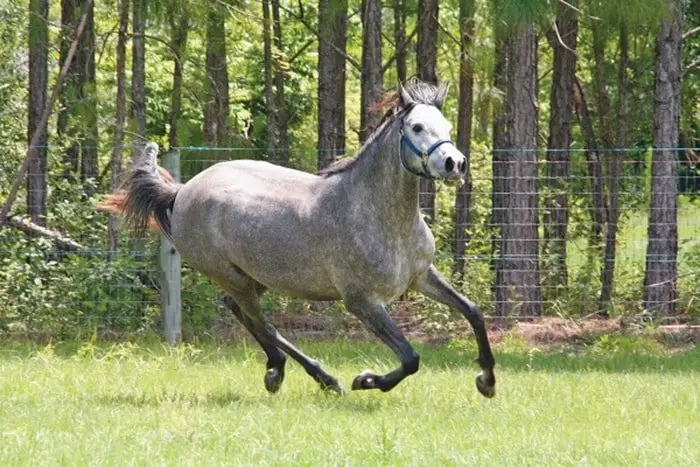 Hoof, Hair and Skin Supplements