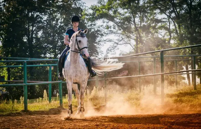 Horse Calming Supplements