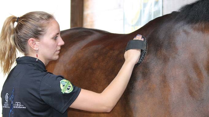 Horse Grooming