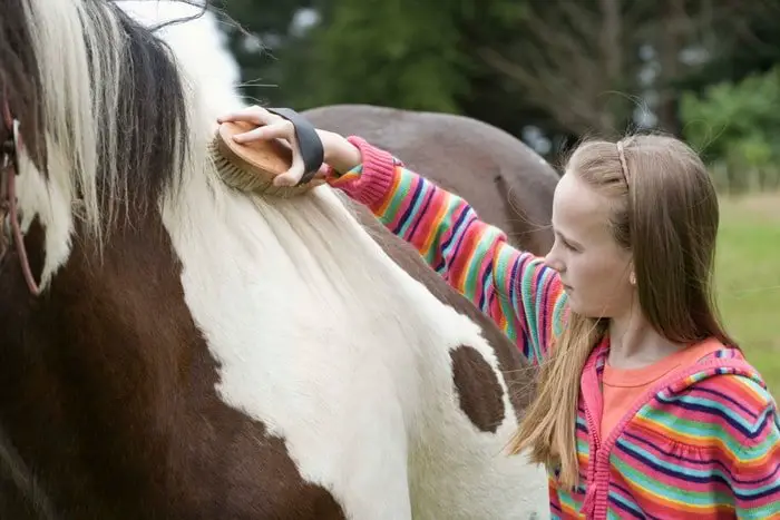 Horse Grooming