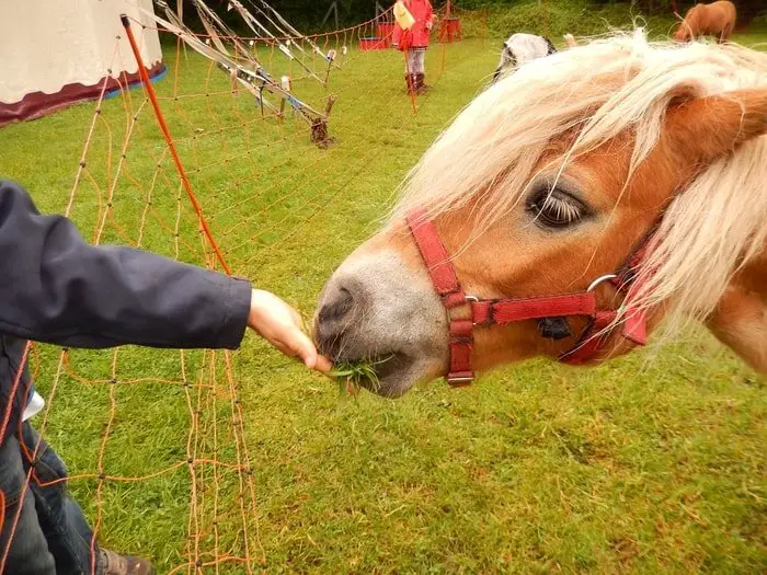 Horse Supplements