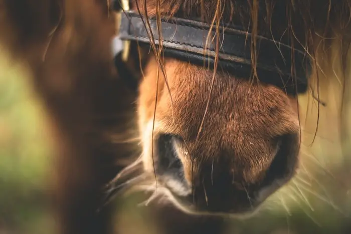 How Common is Horse Allergy