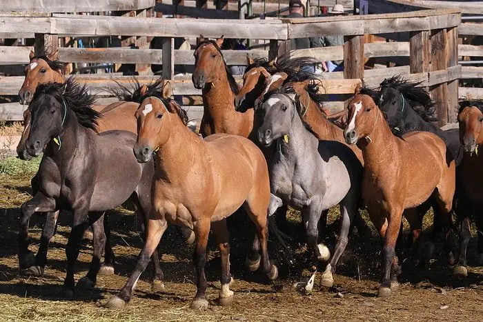 Kiger Mustang- A Rare Horse breed