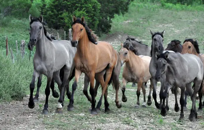 Kiger Mustang Horse