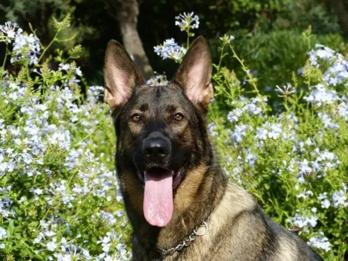 Lyme Disease in Dogs