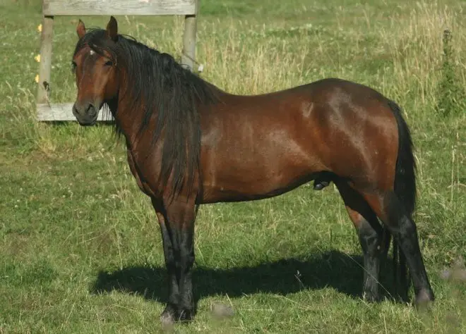 Name of Kiger Mustang