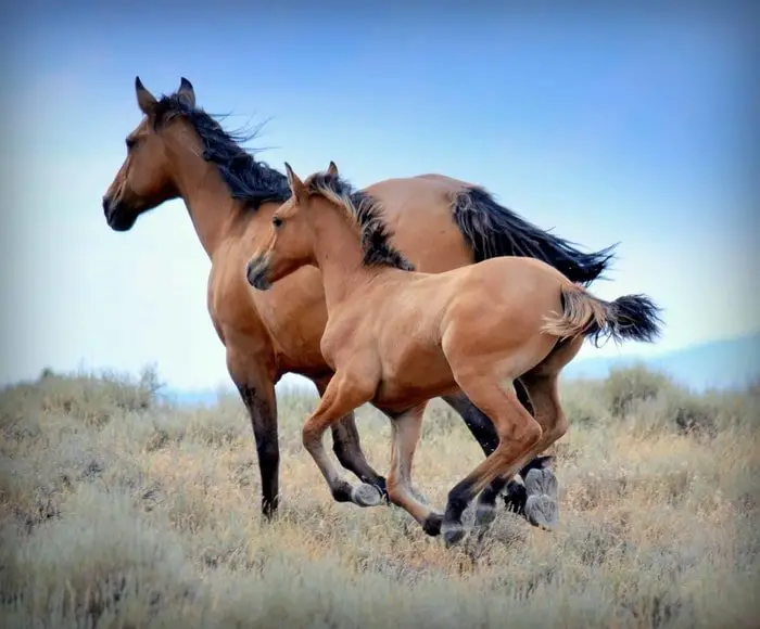 Natural gaits of Mustang