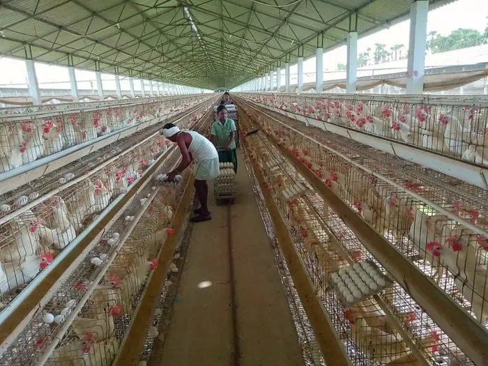 Newcastle Disease