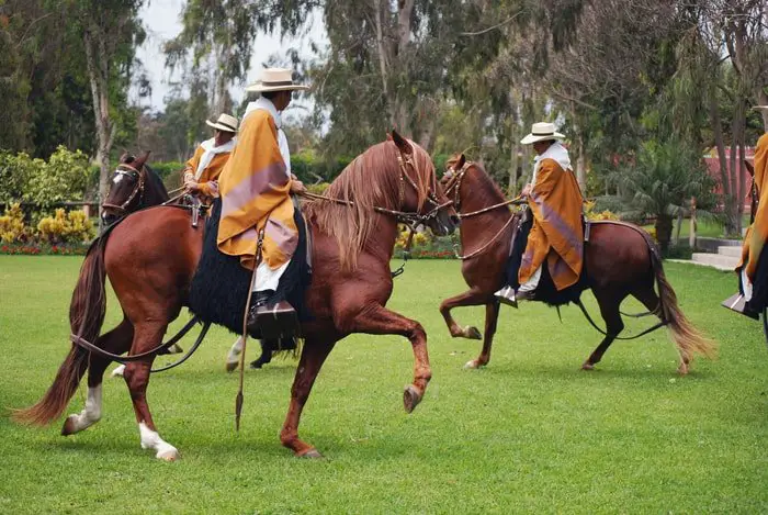 Peruvian Horse Show