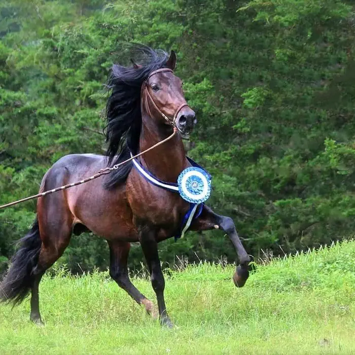 Physical Characteristics of Peruvian Horse