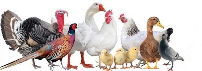 Poultry Birds