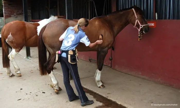 Preparation before Grooming