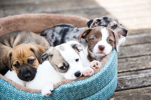 Prevention of Brucellosis in Dogs