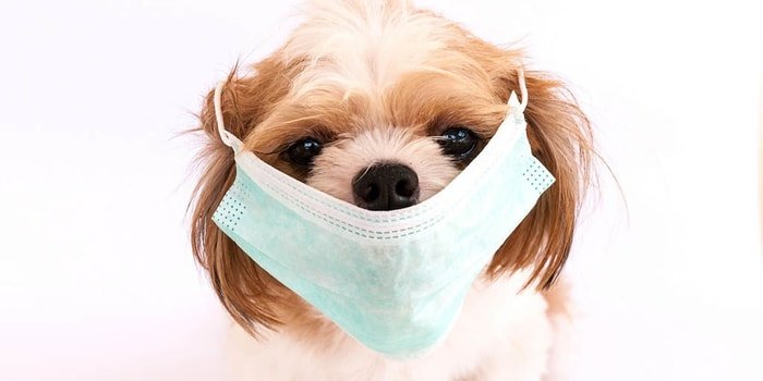 Prevention of Kennel Cough