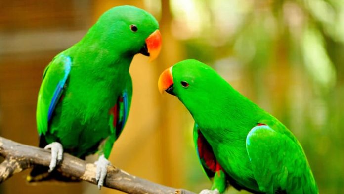 Psittacosis in Birds