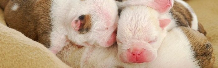 Puppies born