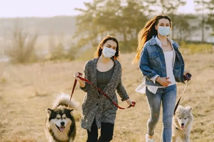 Ringworm in Dogs