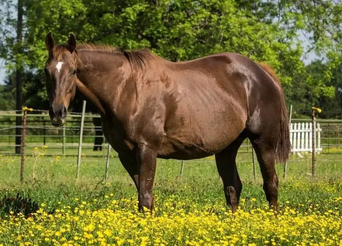 Supplements for Older Horse