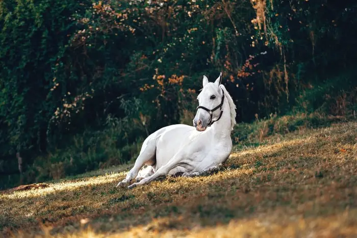 Symptoms of Equine Allergy