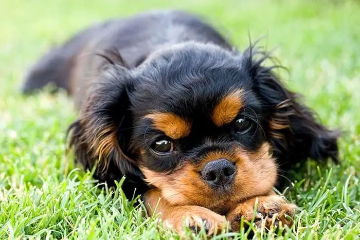 Symptoms of Lyme Disease