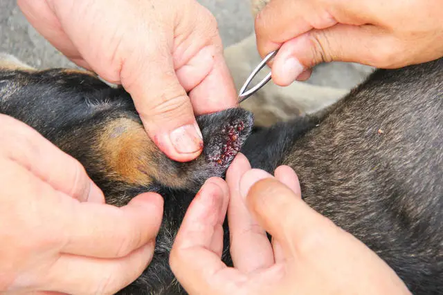 Tick Borne Diseases of Dogs