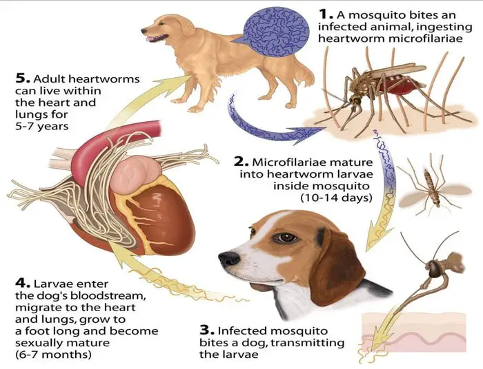 Transmission of Canine Dirofilariasis