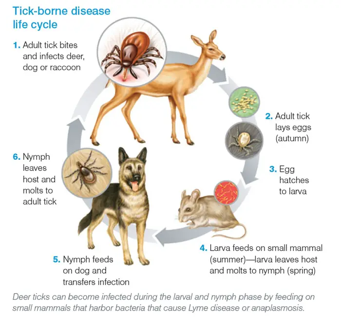 Transmission of Lyme Borreliosis