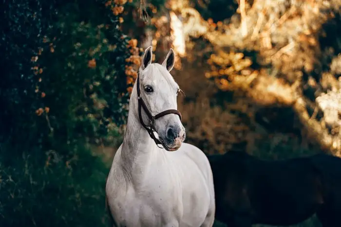 Treatment of Horse Allergies