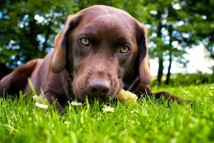 Treatment of Lyme Disease in Dogs