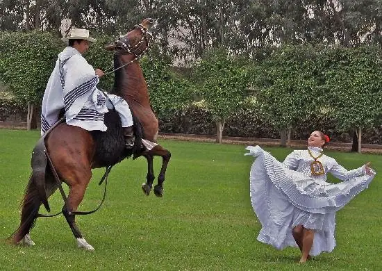 Unique Glide of Peruvian Horse